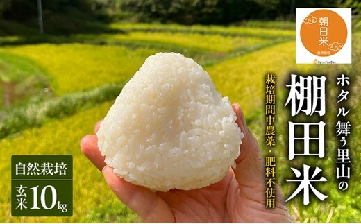 先行受付 自然栽培 農薬不使用 肥料不使用 ホタル舞う里山の棚田米 玄米10kg 令和8年産 朝日2kg×5袋