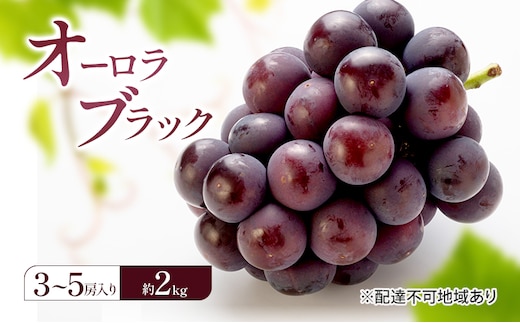 ぶどう 2026年 先行予約 オーロラブラック (3～5房) 約2kg 岡山県 赤磐市 ブドウ 葡萄 果物 フルーツ