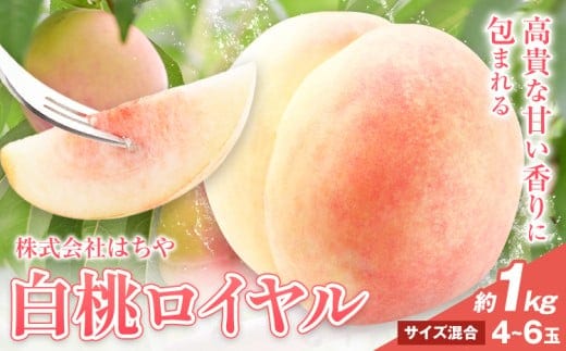 【先行予約】岡山白桃 等級 ロイヤル 約1kg《7月上旬‐8月下旬頃出荷》もも モモ 岡山 国産 フルーツ 果物 岡山県 浅口市 株式会社 はちや フルーツ モモ 果物 青果 旬 白桃 国産 岡山県産【配送不可地あり】---124_c2026_7a8c_25_14500_1kr---
