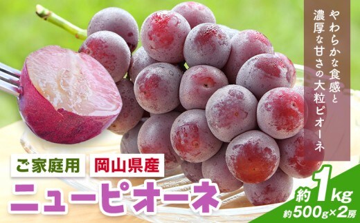 【先行予約】岡山県産 ご家庭用 ニューピオーネ詰合せ 計1kg 株式会社はちや《8月下旬-9月下旬頃出荷》岡山県 浅口市 ぶどう 葡萄 フルーツ ギフト 果物 デザート 国産 送料無料【配送不可地域あり】---124_c2098_8c9c_25_14500_k500g2---