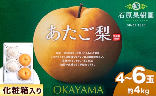 【先行予約】梨 あたご梨 4 ～ 9玉 計4kg 化粧箱 石原果樹園 《11月中旬-12月下旬頃より発送予定》岡山県 浅口市 フルーツ 果物 ギフト 贈り物 国産 岡山県産 送料無料---124_3171_11b12c_25_22000_4kg---