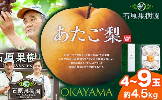 【先行予約】梨 あたご梨 4~9玉 計4.5kg 特選箱 石原果樹園 《11月中旬-12月下旬頃より発送予定》岡山県 浅口市 フルーツ 果物 ギフト 贈り物 国産 岡山県産 送料無料---124_3172_11b12c_25_26000_4500g---