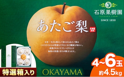 【先行予約】梨 あたご梨 4~9玉 計4.5kg 特選箱 石原果樹園 《11月中旬-12月下旬頃より発送予定》岡山県 浅口市 フルーツ 果物 ギフト 贈り物 国産 岡山県産 送料無料---124_3172_11b12c_25_26000_4500g---