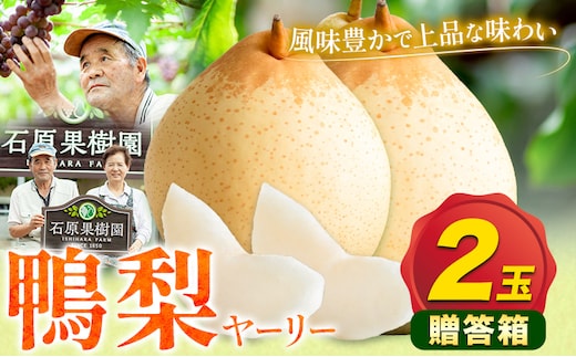 【先行予約】梨 なし 鴨梨 ヤーリー 贈答箱 2玉 石原果樹園 《11月中旬-12月下旬頃より発送予定》岡山県 浅口市 果物 フルーツ お取り寄せ お取り寄せフルーツ 送料無料---124_3173_11b12c_25_11500_2tm---