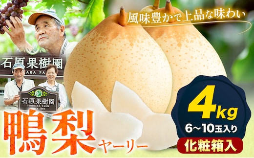 【先行予約】梨 なし 鴨梨 ヤーリー 梨 化粧箱入 4kg（6～10玉入り） 石原果樹園 《2026年11月中旬-12月下旬頃より発送予定》岡山県 浅口市 果物 フルーツ お取り寄せ お取り寄せフルーツ 送料無料---124_3176_11b12c_25_22000_4kg---