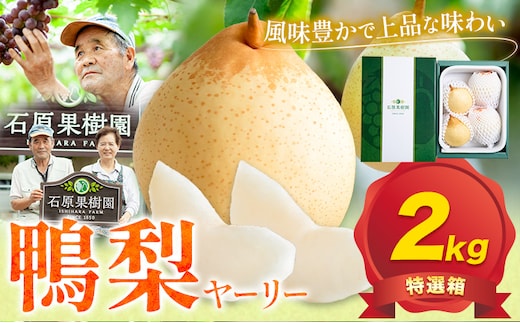 【先行予約】梨 なし 鴨梨 ヤーリー 特選箱 2kg (3～6玉入り) 石原果樹園 《11月中旬-12月下旬頃より発送予定》岡山県 浅口市 果物 フルーツ お取り寄せ お取り寄せフルーツ 送料無料---124_3174_11b12c_25_14500_2kg---