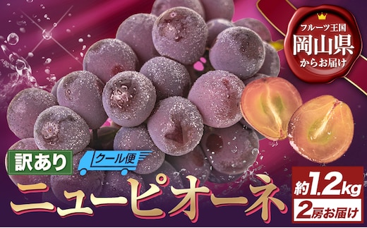 【先行予約】訳あり ニューピオーネ 約1.2kg 2房 葡萄 果物 秋旬 訳あり 優品 厳選出荷 スイーツ フルーツ デザート 岡山県 浅口市《8月下旬‐10月中旬頃出荷》---124_c3275_8c10b_25_13500_2p---