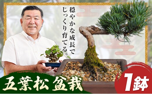 盆栽 五葉松 1鉢 古城愛朋園 《90日以内に出荷予定(土日祝除く)》 岡山 