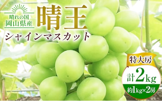 ぶどう シャインマスカット晴王【特大房】約1kg×2房 計2kg 橋田商店有限会社《9月上旬-11月中旬頃出荷》 岡山県 浅口市 岡山県産 ぶどう フルーツ 果物 くだもの マスカット 送料無料【配送不可地域あり】(北海道・沖縄・離島)---124_c3766_9a11b_25_42000_2kg---