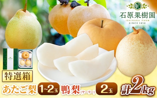 【先行予約】梨 なし 2kg 梨 あたご梨 1～2玉 鴨梨 2玉 特選箱 石原果樹園 くだもの フルーツ 《11月中旬-12月下旬頃より発送予定》岡山県 浅口市 岡山県産 果物 フルーツ 梨 詰め合わせ 贈答用---124_3181_11b12c_25_15500_2kg---