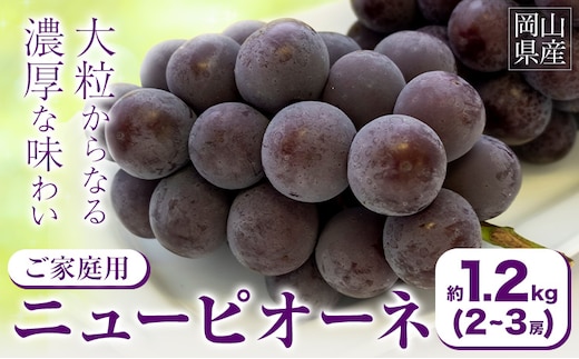 【2026年先行予約】ご家庭用 岡山県産 ニューピオーネ 約1.2kg 2-3房 晴れの国 おかやま館(つむぐ株式会社)《2026年8月下旬-10月上旬頃出荷》岡山県 浅口市 マスカット ぶどう 葡萄 果物 フルーツ 送料無料【配送不可地域あり】（離島）---124_c2192_8c10a_25_16000_1200g---