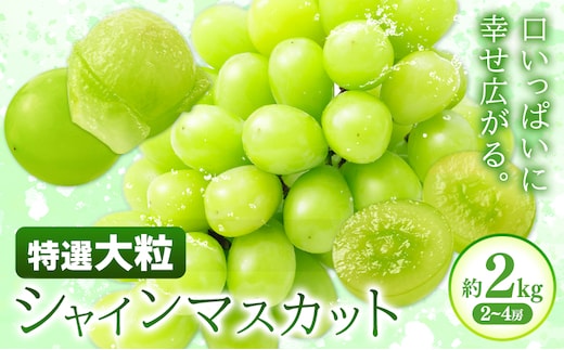 特選 大粒 シャインマスカット 約2kg(2~4房) 株式会社日本植生グループ本社 NISSHOKU FARM《9月下旬-12月末頃出荷》葡萄 ブドウ ぶどう 送料無料 岡山県 浅口市 【配送不可地域あり】 (離島)---124_c3263_9c12m_25_27000_2kg---