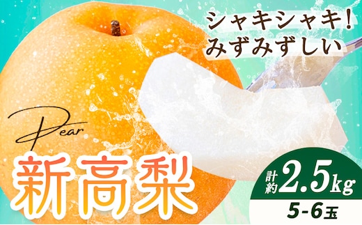 【2027年先行予約】新高梨 5～6玉計約2.5kg 環山堂株式会社《2027年10月上旬-10月下旬頃出荷》岡山県 浅口市 梨 新高梨 にいたかなし 果物 フルーツ 送料無料【配送不可地域あり】---asakuchi_ksd_9_26---