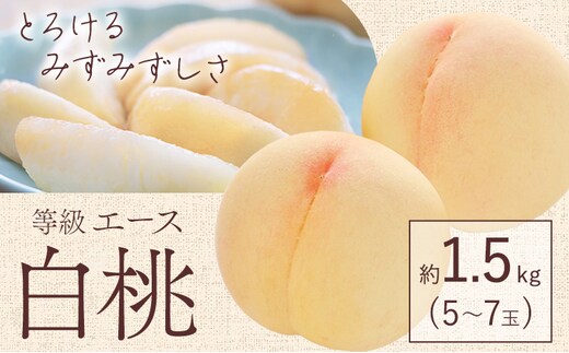 【先行予約】白桃 等級 エース 約1.5kg 5～7玉入り もも モモ 岡山 国産 フルーツ 果物 桃茂實苑《6月中旬-8月下旬頃出荷》岡山県 浅口市 フルーツ モモ 果物 青果 旬 白桃 国産 岡山県産【配送不可地域あり】---124_c2125_6b8c_25_18000_1500g---
