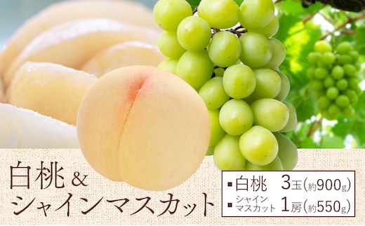 【先行予約】桃 ぶどう 白桃 3玉 約900g（1玉約300g）シャインマスカット 晴王 1房 550g以上 もも 葡萄 詰合せ 岡山 国産 フルーツ 果物 ギフト 桃茂實苑《6月中旬-8月中旬頃出荷》岡山県 浅口市 フルーツ ぶどう 果物 青果【配送不可地域あり】---124_c2131_6b8b_25_49000_900g---