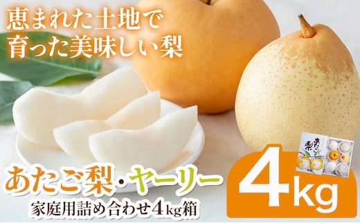 【先行予約】あたご梨2~3玉 ヤーリー3~7玉 家庭用詰め合わせ4kg箱 石原果樹園 《11月中旬-12月下旬頃より発送予定》岡山県 浅口市 梨 なし 果物 フルーツ くだもの あたご---124_3195_11b12c_25_20000_4kg---