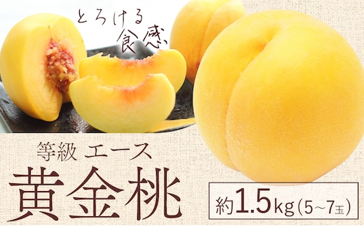 【先行予約】黄金桃 等級 エース 約1.5kg 5～7玉入り もも モモ 岡山 国産 フルーツ 果物 桃茂實苑《8月中旬-9月上旬頃出荷》岡山県 浅口市 フルーツ 桃 もも 果物 青果【配送不可地域あり】---124_c2133_8b9a_25_16500_1500g---