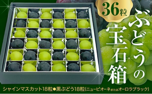 【2026年先行予約】ぶどうの宝石箱 1箱 36粒 たけまさぶどう園 《2025年8月上旬-10月中旬頃出荷》岡山県 浅口市 シャインマスカット ニューピオーネ オーロラブラック フルーツ 果物 くだもの ぶどう マスカット 国産 岡山県産 【配送不可地域あり】（離島）---124_c2007_8a10b_25_19000_36---