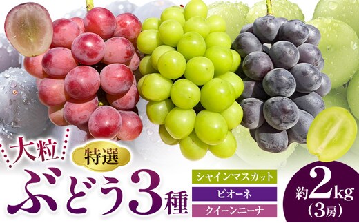 特選 大粒 ぶどう 3種 セット 約2kg ( 3房 ) シャインマスカット ピオーネ クイーンニーナ 株式会社日本植生グループ本社 NISSHOKU FARM《9月下旬-12月末頃出荷》ブドウ 送料無料 岡山県 浅口市 【配送不可地域あり】 (離島)---124_c3264_9c12m_25_27000_2kg---