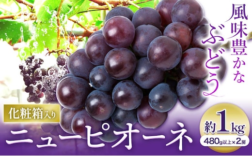 【2026年先行予約】ニューピオーネ 1房480ｇ以上 約1kg 2房 化粧箱入り 株式会社山博(中本青果)《2026年8月下旬-10月上旬頃出荷》岡山県 浅口市 ぶどう フルーツ ギフト 贈答用 旬 果物 国産 岡山県産 送料無料 【配送不可地域あり】（北海道・沖縄・離島）---124_c1856_8c10a_25_15500_1kg---