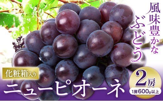 【2026年先行予約】ニューピオーネ 1房600ｇ以上 2房 化粧箱入り 株式会社山博(中本青果)《2026年8月下旬-10月上旬頃出荷》岡山県 浅口市 ぶどう フルーツ ギフト 贈答用 旬 果物 国産 岡山県産 送料無料 【配送不可地域あり】（北海道・沖縄・離島）---124_c1857_8c10a_25_18500_2p---