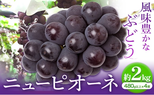 【2026年先行予約】ニューピオーネ 1房480ｇ以上 約2kg ４房 株式会社山博(中本青果)《2026年8月下旬-10月上旬頃出荷》岡山県 浅口市 ぶどう フルーツ 旬 果物 国産 岡山県産 送料無料 【配送不可地域あり】（北海道・沖縄・離島）---124_c1855_8c10a_25_26000_2kg---