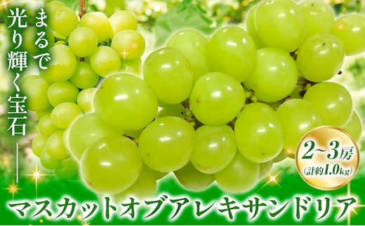 【2026年先行予約】秋の マスカットオブアレキサンドリア 2～3房 計約1.0kg 環山堂株式会社《2026年8月下旬-9月下旬頃出荷》岡山県 浅口市 マスカット ぶどう 果物 フルーツ 葡萄 送料無料---124_c2268_8c9c_25_17500_20---