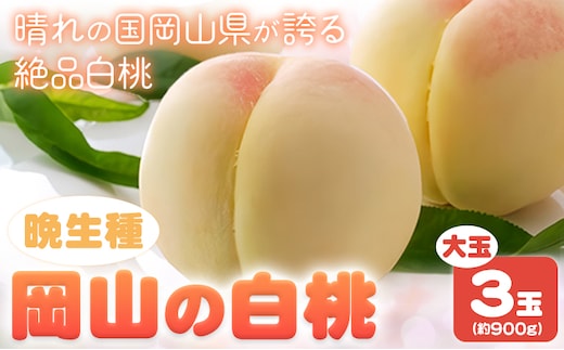 【2026年先行予約】岡山の白桃 晩生種 大玉3玉 約900g 晴れの国 おかやま館(つむぐ株式会社) 《2026年7月下旬-8月下旬頃出荷》岡山県 浅口市 フルーツ モモ 果物 青果 旬【配送不可地域あり】（離島）---124_2190_7c8c_25_16000_3tama---