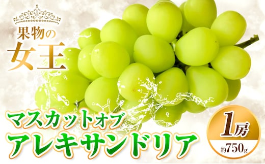 【先行予約】マスカット オブ アレキサンドリア 1房 (750g以上) 有限会社ホーティカルチャー神島《7月中旬-8月中旬頃出荷》岡山県 浅口市 ぶどう マスカット フルーツ 旬 果物 送料無料 マスカットオブアレキサンドリア【配送不可地域あり】---124_c3559_7b8b_25_22000_1h---