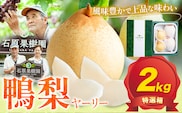 【先行予約】梨 なし 鴨梨 ヤーリー 特選箱 2kg (3～6玉入り) 石原果樹園 《11月中旬-12月下旬頃より発送予定》岡山県 浅口市 果物 フルーツ お取り寄せ お取り寄せフルーツ 送料無料---124_3174_11b12c_25_14500_2kg---