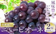 【2026年先行予約】ニューピオーネ 1房600ｇ以上 2房 化粧箱入り 株式会社山博(中本青果)《2026年8月下旬-10月上旬頃出荷》岡山県 浅口市 ぶどう フルーツ ギフト 贈答用 旬 果物 国産 岡山県産 送料無料 【配送不可地域あり】（北海道・沖縄・離島）---124_c1857_8c10a_25_18500_2p---