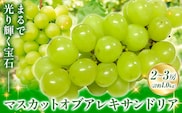 【2026年先行予約】秋の マスカットオブアレキサンドリア 2～3房 計約1.0kg 環山堂株式会社《2026年8月下旬-9月下旬頃出荷》岡山県 浅口市 マスカット ぶどう 果物 フルーツ 葡萄 送料無料---124_c2268_8c9c_25_17500_20---