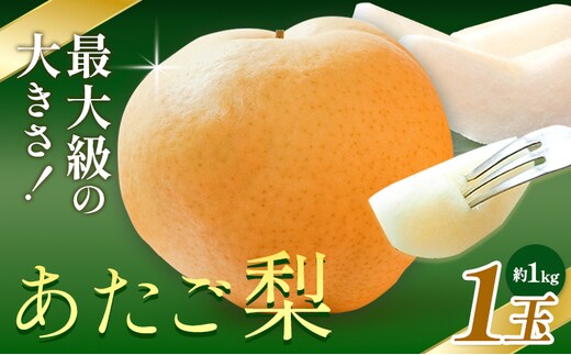 【先行予約】梨 あたご梨 1玉 約1kg 株式会社藍《2026年11月中旬-12月上旬頃出荷》岡山県 浅口市 岡山県産 なし フルーツ 果物 くだもの ナシ 大玉 送料無料---124_3239_11b12a_25_11500_1---