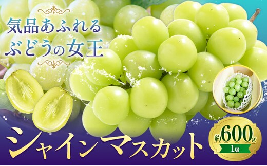 ぶどうシャインマスカット 約 600g 1房 【配送不可地域あり】 株式会社藍《9月上旬-10月下旬頃出荷》 岡山県 浅口市 岡山県産 ぶどう フルーツ 果物 くだもの マスカット 送料無料---124_c3248_9a10c_25_16500_600g---