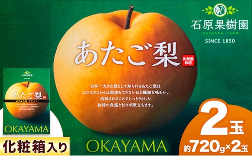 【先行予約】あたご 梨 約720g x 2玉 化粧箱 石原果樹園 《11月中旬-12月下旬頃より発送予定》岡山県 浅口市 フルーツ 果物 ギフト 贈り物 国産 岡山県産 送料無料---124_3167_11b12c_25_13000_720g---