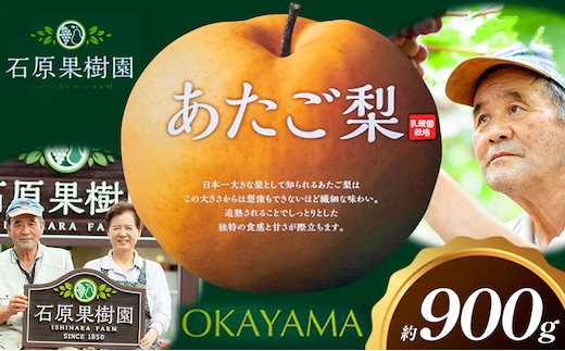 梨 あたご梨 1玉 約900g 贈答箱入り 石原果樹園《2026年11月中旬-12月下旬頃出荷》岡山県 浅口市 フルーツ 果物 ギフト 贈り物 国産 岡山県産 送料無料---124_3322_11b12c_25_10000_900g---