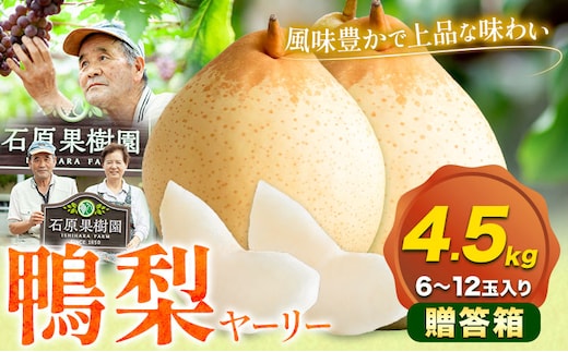 【先行予約】梨 なし 鴨梨 ヤーリー 贈答箱 4.5kg(6~12玉入り) 石原果樹園 《11月中旬-12月下旬頃より発送予定》岡山県 浅口市 果物 フルーツ お取り寄せ お取り寄せフルーツ 送料無料---124_3179_11b12c_25_26000_4500g---