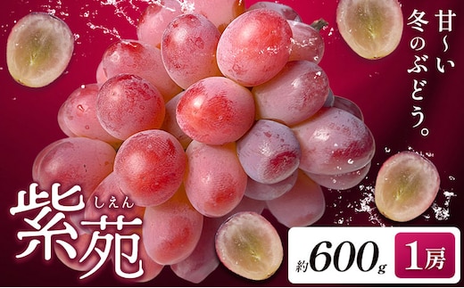 ぶどう紫苑 約600g 1房【配送不可地域あり】 株式会社藍《2026年11月上旬-12月上旬頃出荷》 岡山県 浅口市 岡山県産 ぶどう フルーツ 果物 くだもの しえん 赤ぶどう 送料無料---124_c3250_11a12a_25_15000_600g---