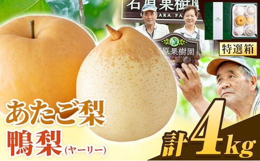 【先行予約】梨 なし 4kg 梨 旬 あたご梨 2 ～ 3玉 鴨梨 3 ～ 7玉 特選箱 石原果樹園 《11月中旬-12月下旬頃より発送予定》岡山県 浅口市 果物 フルーツ 梨 詰め合わせ 贈答用---124_3184_11b12c_25_24500_4kg---
