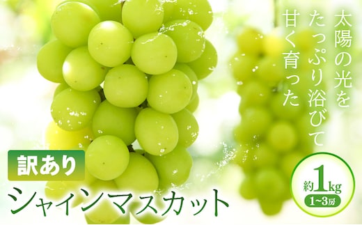 訳あり シャインマスカット 約1kg(1~3房) 株式会社日本植生グループ本社 NISSHOKU FARM《9月下旬-12月末頃出荷》葡萄 ブドウ ぶどう 浅口市 【配送不可地域あり】 (離島)---124_c3267_9c12m_25_13000_1kg---