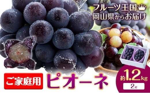 【2026年先行予約】ぶどう ご家庭用 ピオーネ 約1.2kg (2房) もりおか農園《2026年9月上旬-10月上旬頃出荷》岡山県 浅口市 送料無料 ぶどう フルーツ 果物 くだもの デザート おやつ【配送不可地域あり】---124_c2119_9a10a_25_14000_1200g---