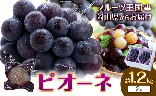 【2026年先行予約】ぶどう ピオーネ 約1.2kg (2房) もりおか農園《2026年9月上旬-10月上旬頃出荷》岡山県 浅口市 送料無料 ぶどう フルーツ 果物 くだもの デザート おやつ【配送不可地域あり】---124_c2118_9a10a_25_15000_1200g---