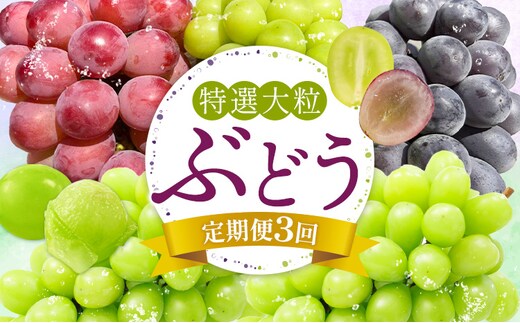 特選 大粒 ぶどう 詰め合わせ定期便 3回 3ヶ月定期便 シャインマスカット ピオーネ クイーンニーナ 株式会社日本植生グループ本社 NISSHOKU FARM《10月上旬-12月末頃出荷》ブドウ 送料無料 岡山県 浅口市 【配送不可地域あり】 (離島)---124_c3270tei_10a12m_25_80000_3i---