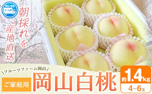 【2026年先行予約】桃 旬 岡山白桃 旬の桃 ご家庭用 1.4kg (4～6玉) フルーツファーム岡山《2026年6月下旬-8月下旬頃出荷》岡山県 浅口市 送料無料 フルーツ モモ 果物 青果 旬 国産 岡山県産【配送不可地域あり】（離島）---124_c1900_6c8c_25_12500_1400g---