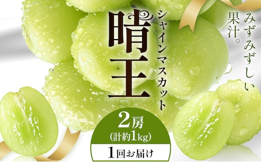 【2026年発送先行予約】シャインマスカット 晴王 1回お届け 2房(合計約1kg) シャイン マスカット《2026年9月中旬-10月中旬頃出荷予定》 晴レ乃青果(岡山中央卸売市場店(富士紙工有限会社)) 送料無料 岡山県 浅口市 フルーツ 果物 岡山県産【配送不可地域あり】---124_c2235_9b10b_29000_1000---