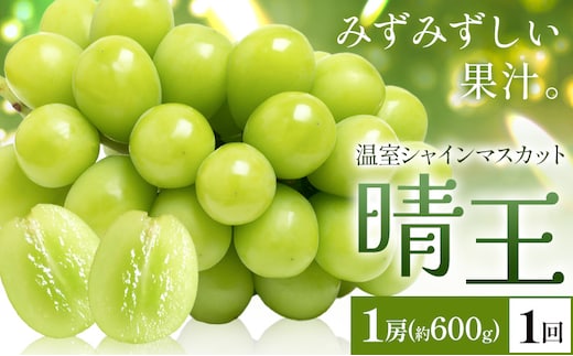 【2026年発送先行予約】シャインマスカット 温室 晴王 1房(約600g) 1回お届け シャイン マスカット《2026年7月中旬-8月中旬頃出荷》晴レ乃青果 (岡山中央卸売市場店(富士紙工 有限会社)) 送料無料 岡山県 浅口市 フルーツ 果物 岡山県産【配送不可地域あり】---124_c2219_7b8b_24500_600---