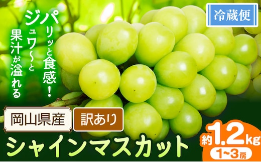 訳あり シャインマスカット 約1.2kg 1～3房【配送不可地域あり】 花田青果株式会社《2026年9月上旬-10月末頃出荷》---124_c2533_9a10m_25_10000_3p---