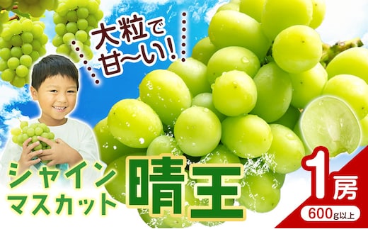 【2026年先行予約】シャインマスカット【晴王】 岡山県産 1房(600g以上) 株式会社Myself《2026年9月上旬-10月下旬頃出荷》マスカット 送料無料 岡山県 浅口市 ぶどう フルーツ 果物 贈り物 ギフト---124_c2423_9a10c_12000_1p---