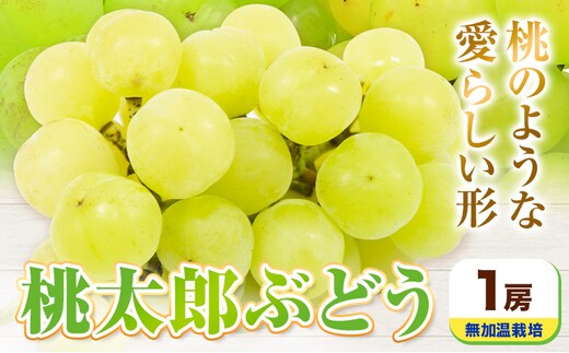 【先行予約】岡山県産 桃太郎ぶどう 1房 無加温栽培【配送不可地域あり】《9月上旬-10月中旬頃に出荷予定(土日祝除く)》有限会社ホーティカルチャー神島---124_c3556_9a10b_25_18500_1h---