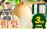 【先行予約】梨 なし 鴨梨 ヤーリー 梨 特選箱 3kg (5～10玉入り) 石原果樹園 《11月中旬-12月下旬頃より発送予定》岡山県 浅口市 果物 フルーツ お取り寄せ お取り寄せフルーツ 送料無料---124_3175_11b12c_25_19000_3kg---